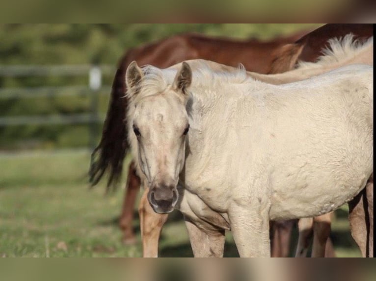 American Quarter Horse Stute 1 Jahr Palomino in Mehren