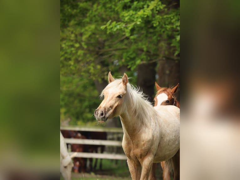 American Quarter Horse Stute 1 Jahr Palomino in Putte