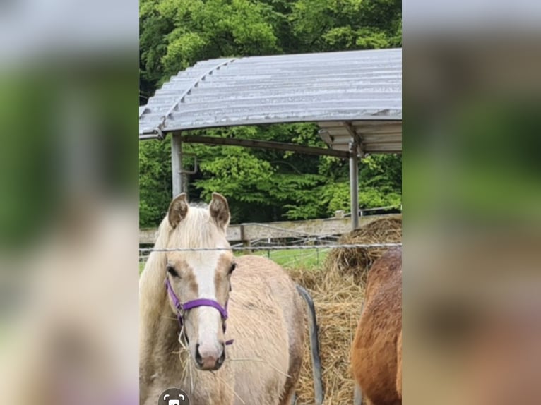 American Quarter Horse Stute 1 Jahr Palomino in Waldkirchen