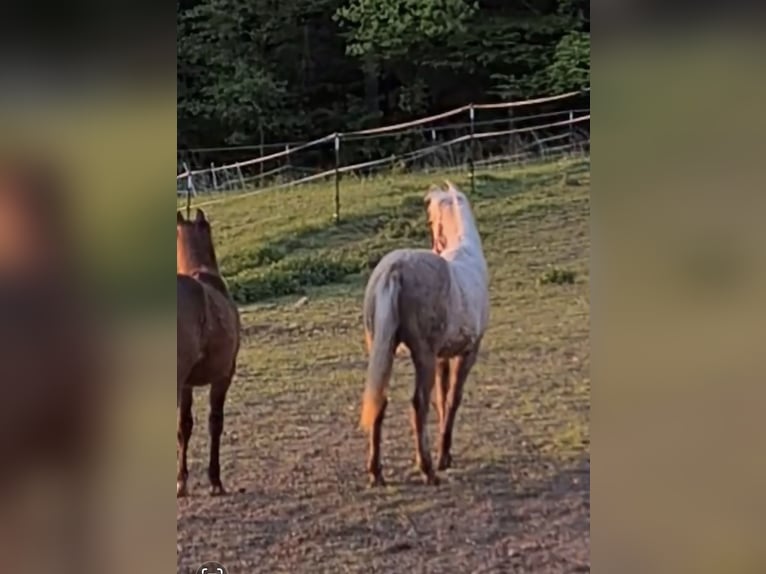 American Quarter Horse Stute 1 Jahr Palomino in Waldkirchen