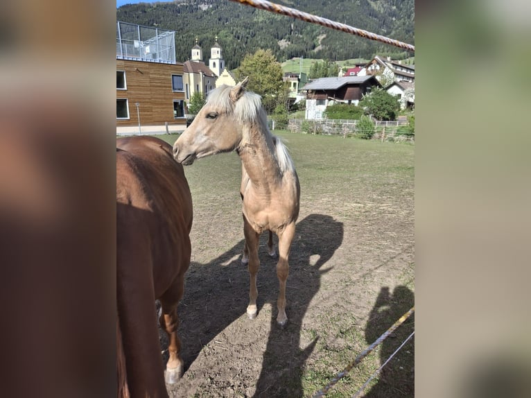 American Quarter Horse Stute 1 Jahr Palomino in Steinach am Brenner
