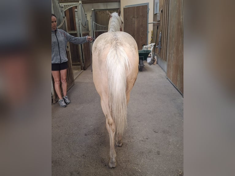 American Quarter Horse Stute 1 Jahr Palomino in Steinach am Brenner
