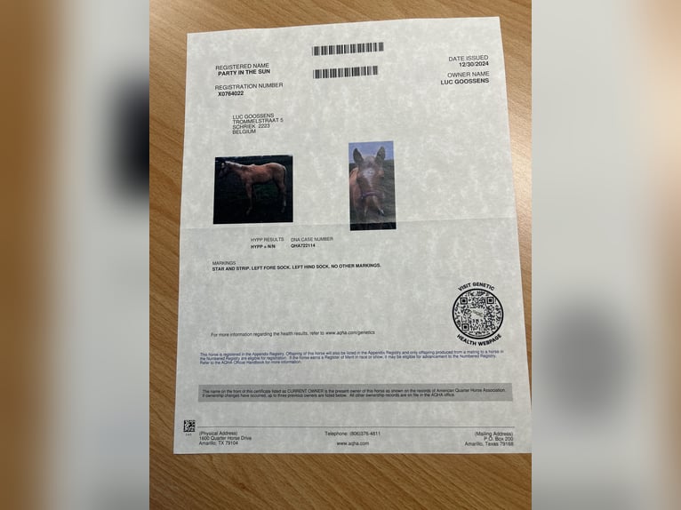 American Quarter Horse Stute 1 Jahr Palomino in Schriek