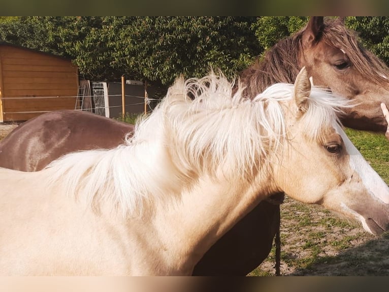 American Quarter Horse Mix Stute 1 Jahr Palomino in Lenartowice