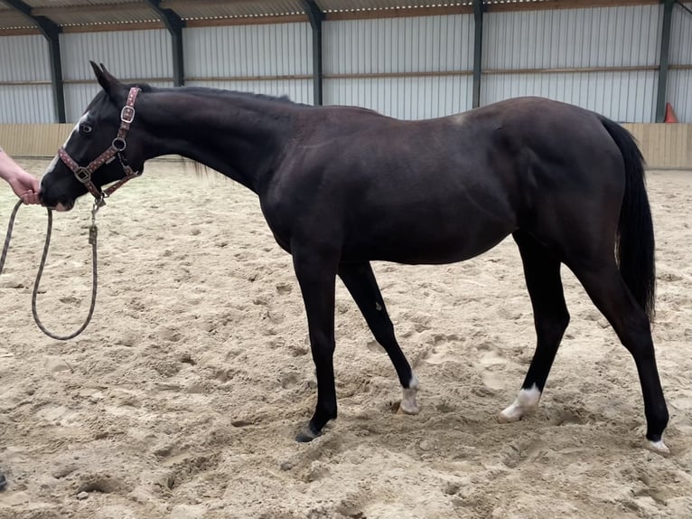 American Quarter Horse Mix Stute 1 Jahr Rappe in Almkerk