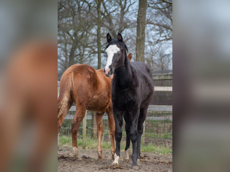 American Quarter Horse Mix Stute 1 Jahr Rappe in Almkerk