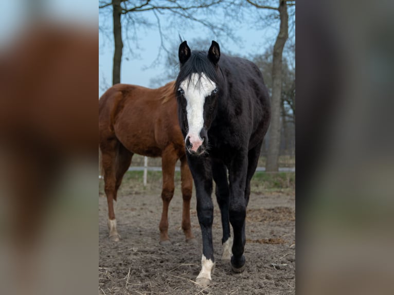 American Quarter Horse Mix Stute 1 Jahr Rappe in Almkerk