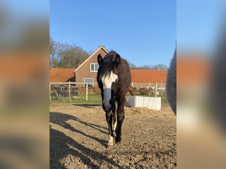 American Quarter Horse Mix Stute 1 Jahr Rappe in Almkerk