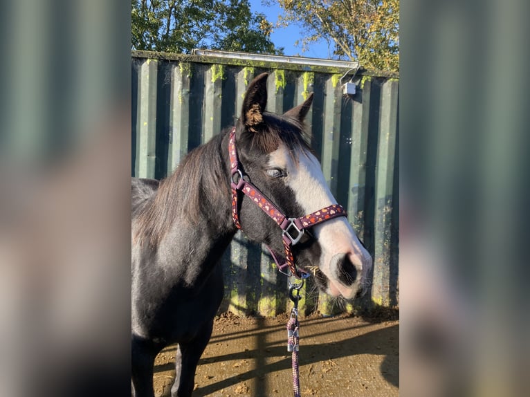 American Quarter Horse Mix Stute 1 Jahr Rappe in Almkerk