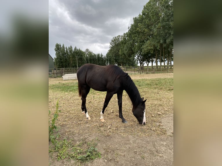 American Quarter Horse Mix Stute 1 Jahr Rappe in Almkerk