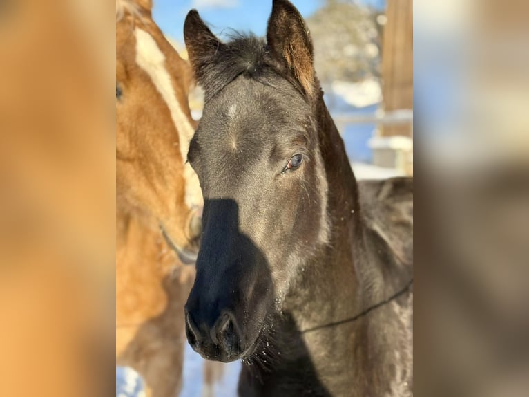 American Quarter Horse Stute 1 Jahr Rappe in Sulzberg