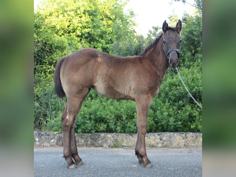American Quarter Horse Stute 1 Jahr Roan-Blue in Mallorca
