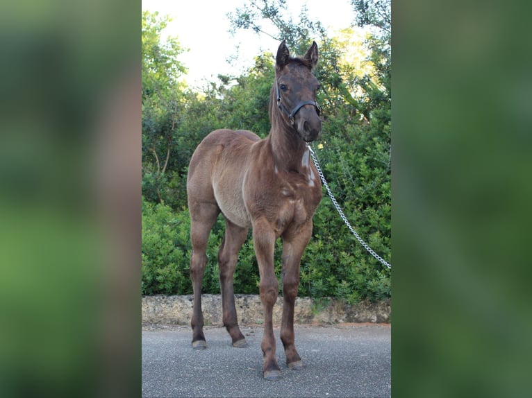 American Quarter Horse Stute 1 Jahr Roan-Blue in Mallorca