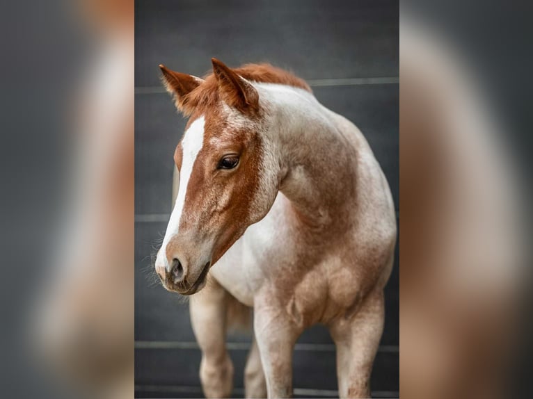 American Quarter Horse Stute 1 Jahr Roan-Red in Ascha