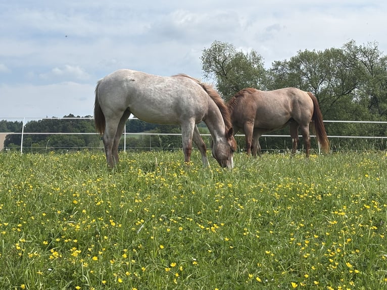 American Quarter Horse Stute 1 Jahr Roan-Red in Ascha