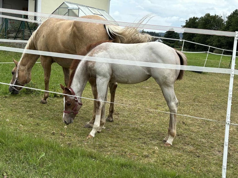 American Quarter Horse Stute 1 Jahr Roan-Red in Ascha