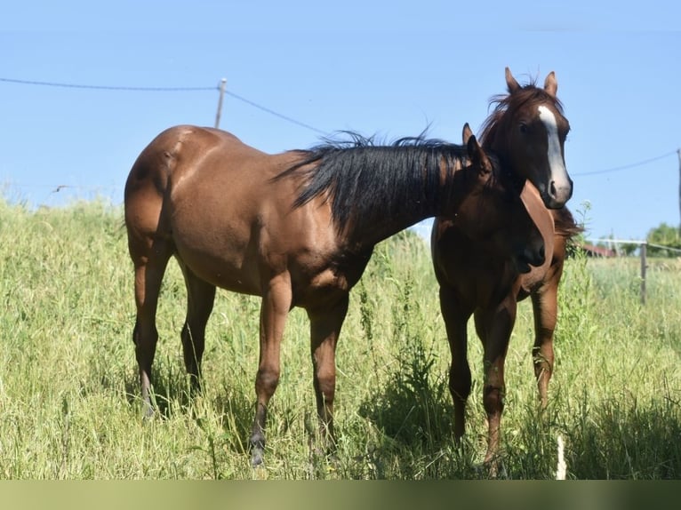 American Quarter Horse Stute 1 Jahr Rotbrauner in Lesično