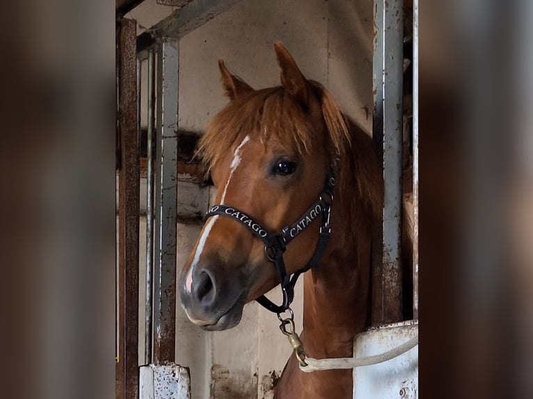 American Quarter Horse Stute 1 Jahr Rotfuchs in slagelse