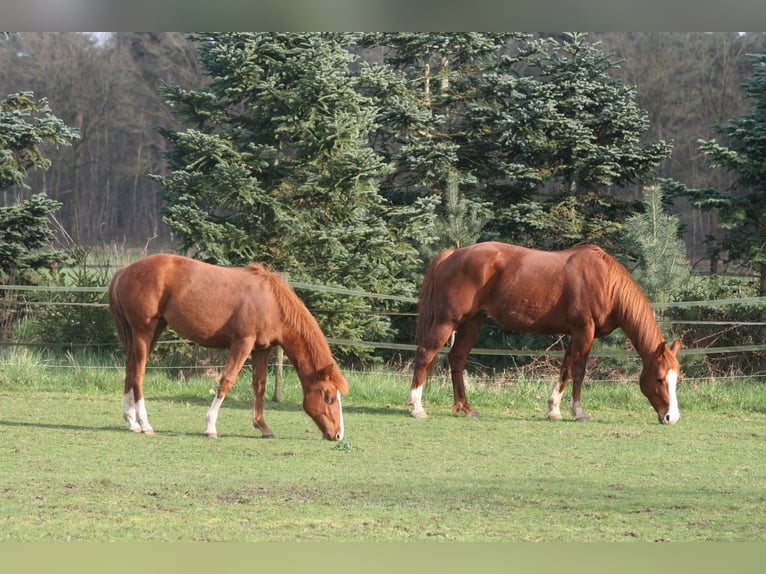 American Quarter Horse Stute 1 Jahr Rotfuchs in Maarheeze