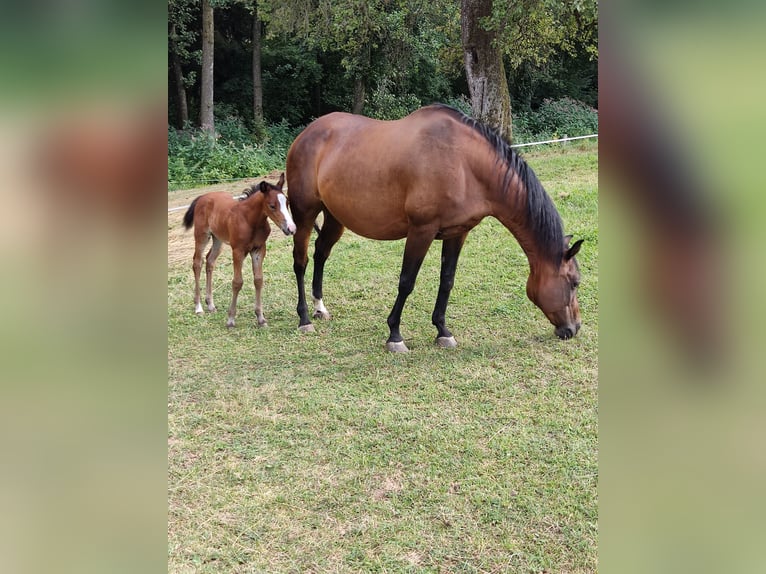 American Quarter Horse Stute 20 Jahre 150 cm Brauner in St. Stefan