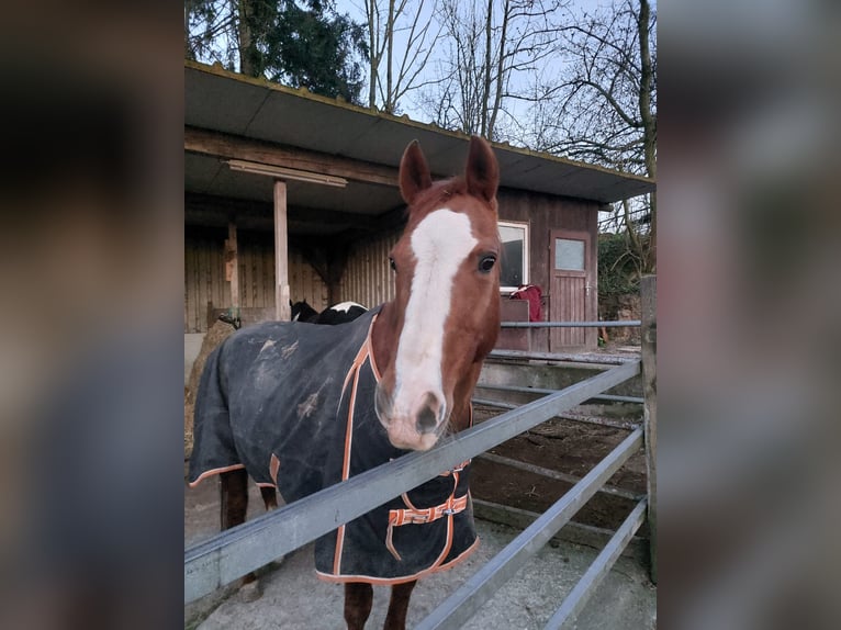 American Quarter Horse Stute 20 Jahre 150 cm Fuchs in Hagen