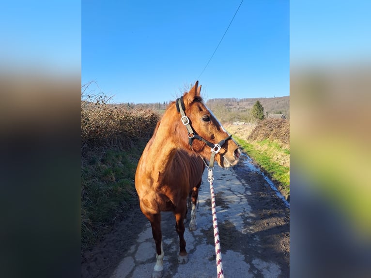 American Quarter Horse Stute 20 Jahre 150 cm Fuchs in Hagen