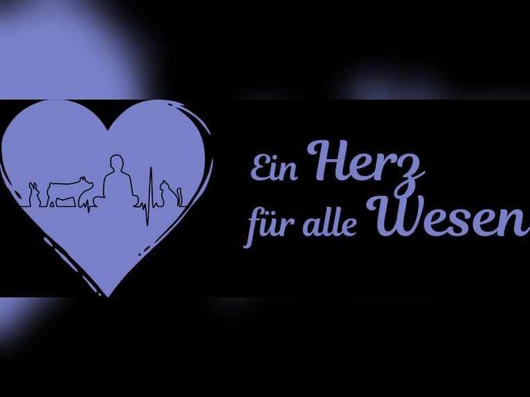 American Quarter Horse Stute 20 Jahre 150 cm Fuchs in Hagen