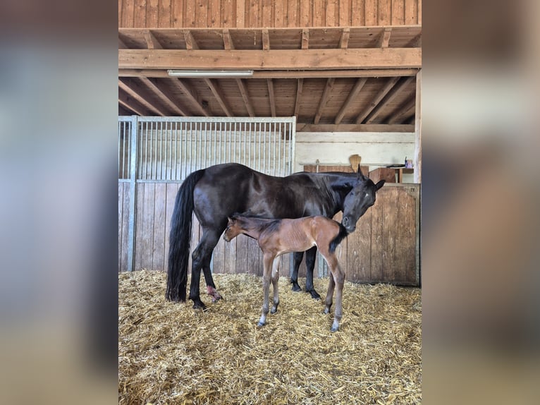 American Quarter Horse Stute 20 Jahre 150 cm Rappe in Mücke