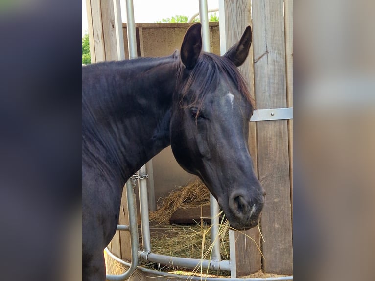 American Quarter Horse Stute 20 Jahre 150 cm Rappe in Mücke