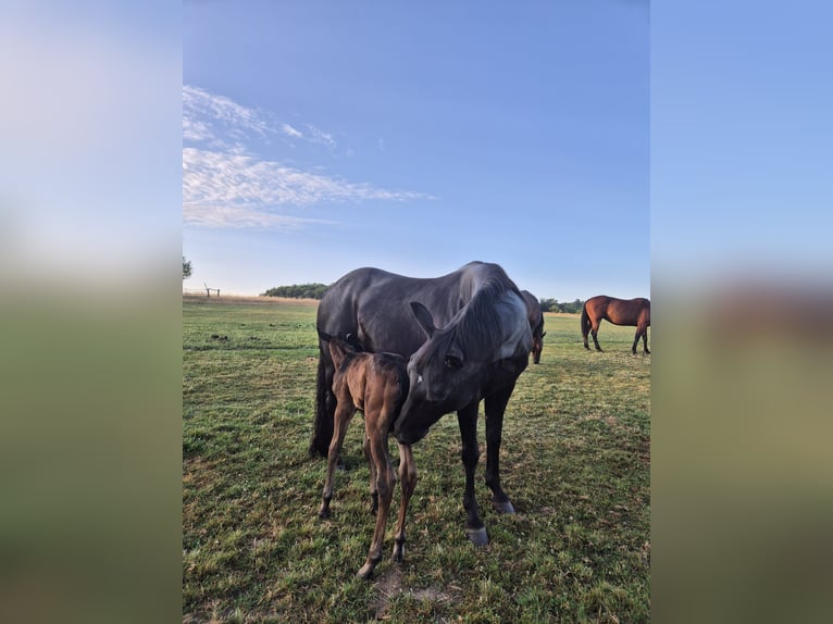 American Quarter Horse Stute 20 Jahre 150 cm Rappe in Mücke