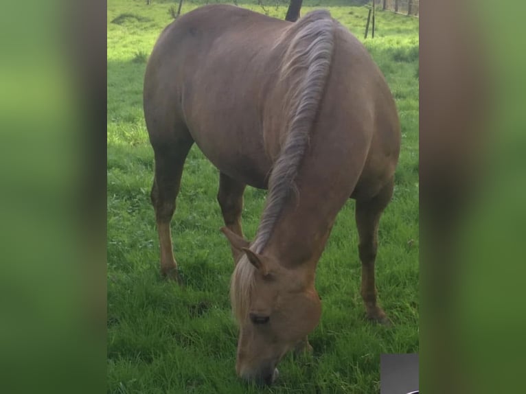 American Quarter Horse Stute 20 Jahre 150 cm  in Alfeld (Leine)