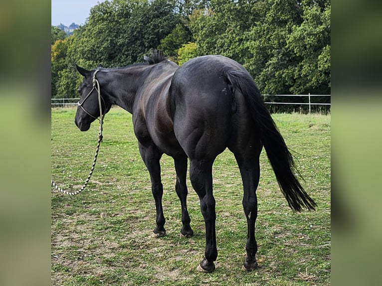 American Quarter Horse Stute 20 Jahre 154 cm Rappe in Luxemburg