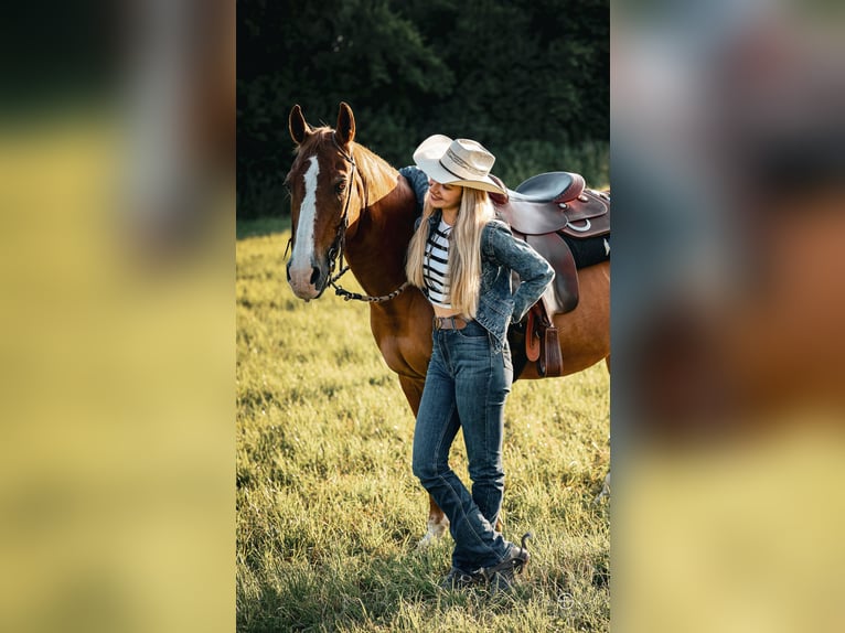American Quarter Horse Stute 20 Jahre 155 cm Dunkelfuchs in Edling