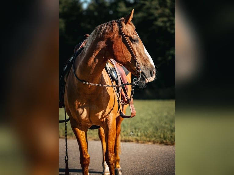 American Quarter Horse Stute 20 Jahre 155 cm Dunkelfuchs in Edling
