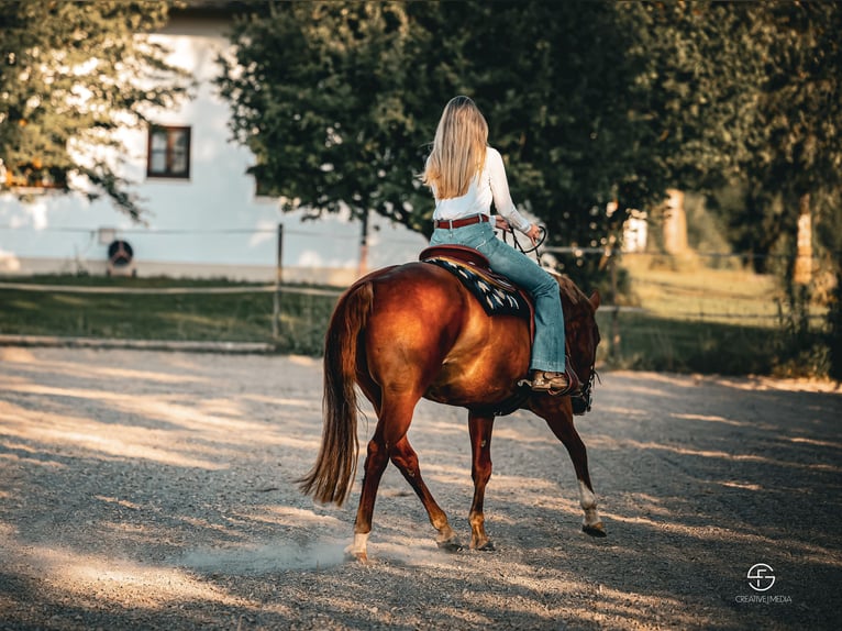 American Quarter Horse Stute 20 Jahre 155 cm Dunkelfuchs in Edling