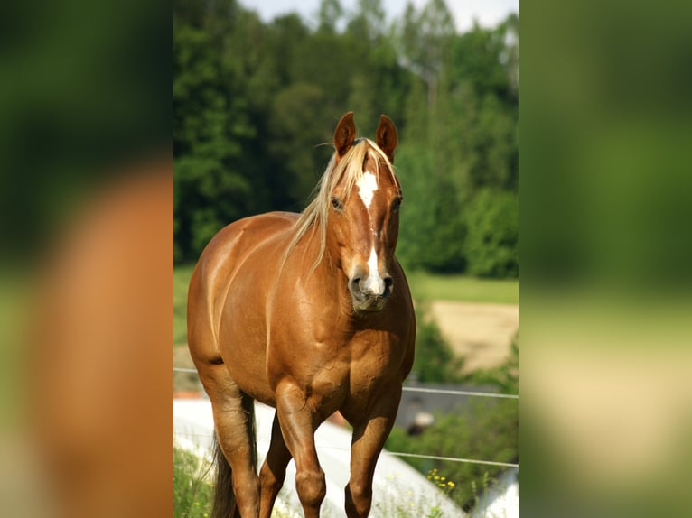 American Quarter Horse Stute 20 Jahre Fuchs in Deutschlandsberg
