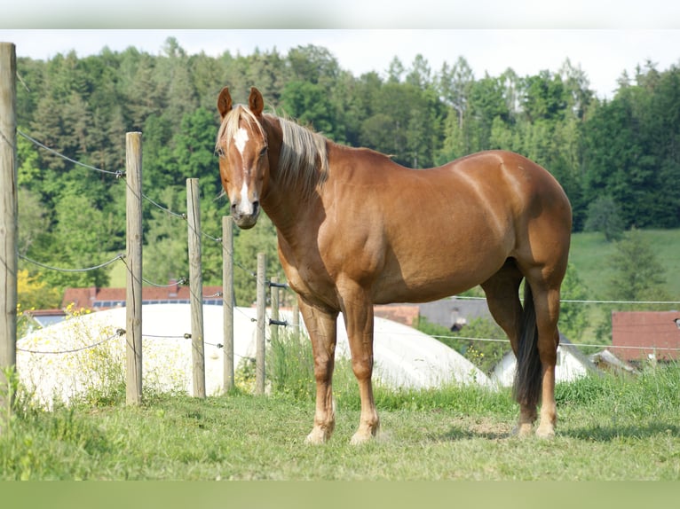 American Quarter Horse Stute 20 Jahre Fuchs in Deutschlandsberg