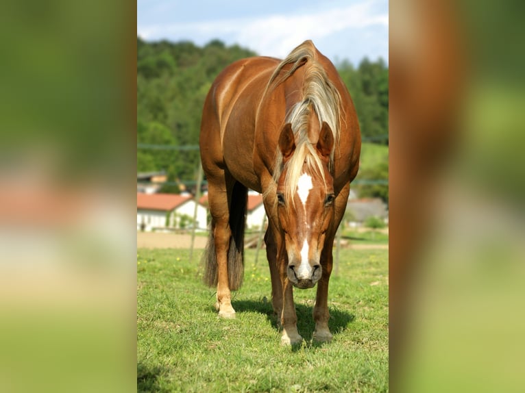 American Quarter Horse Stute 20 Jahre Fuchs in Deutschlandsberg