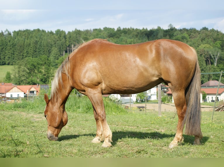 American Quarter Horse Stute 20 Jahre Fuchs in Deutschlandsberg