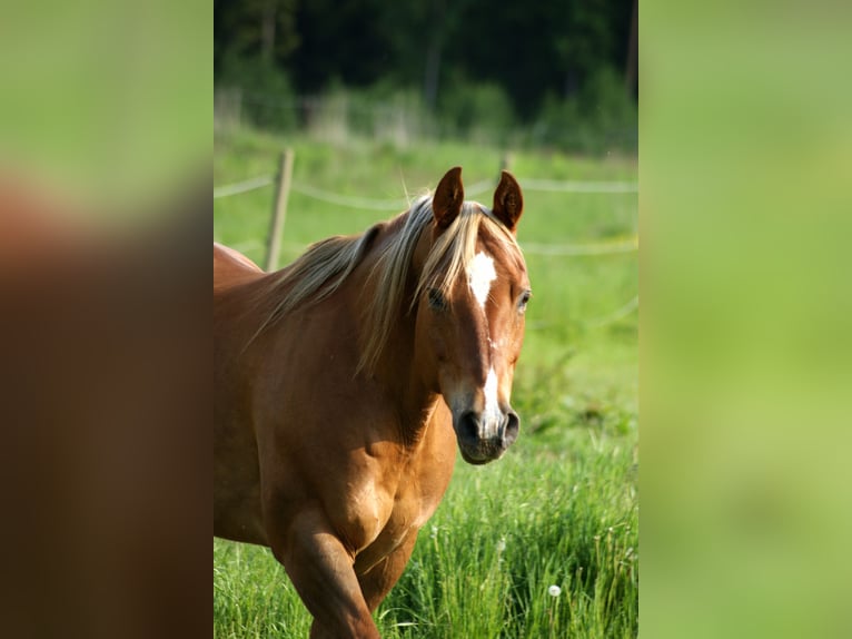 American Quarter Horse Stute 20 Jahre Fuchs in Deutschlandsberg