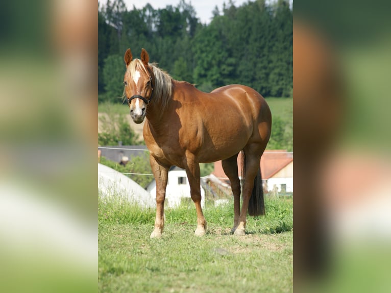 American Quarter Horse Stute 20 Jahre Fuchs in Deutschlandsberg