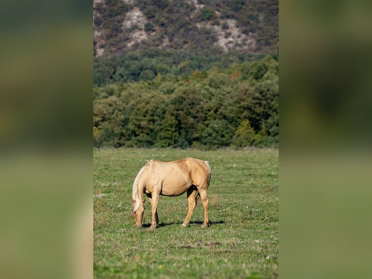 American Quarter Horse Stute 20 Jahre Palomino in CSókakő