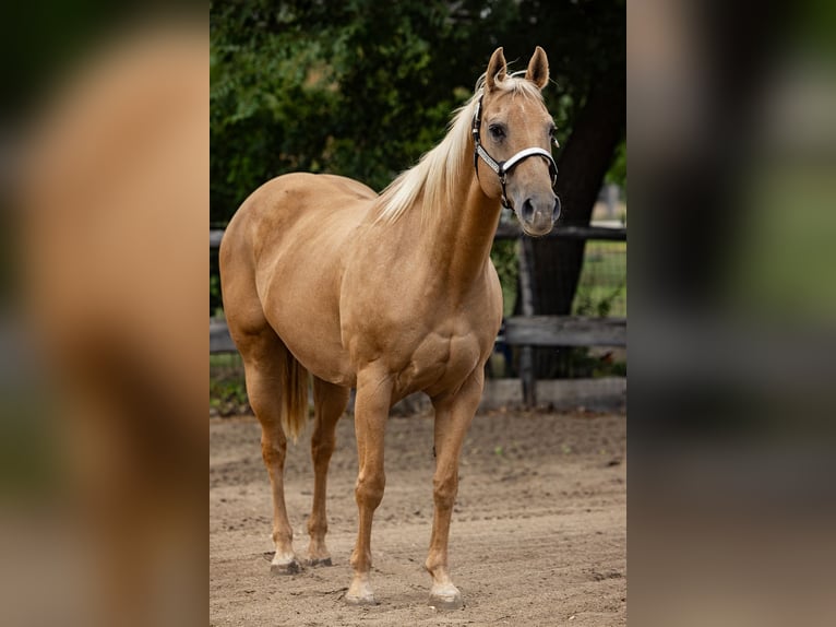 American Quarter Horse Stute 20 Jahre Palomino in CSókakő