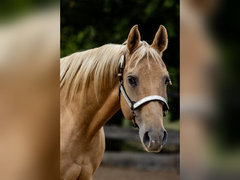 American Quarter Horse Stute 20 Jahre Palomino in CSókakő