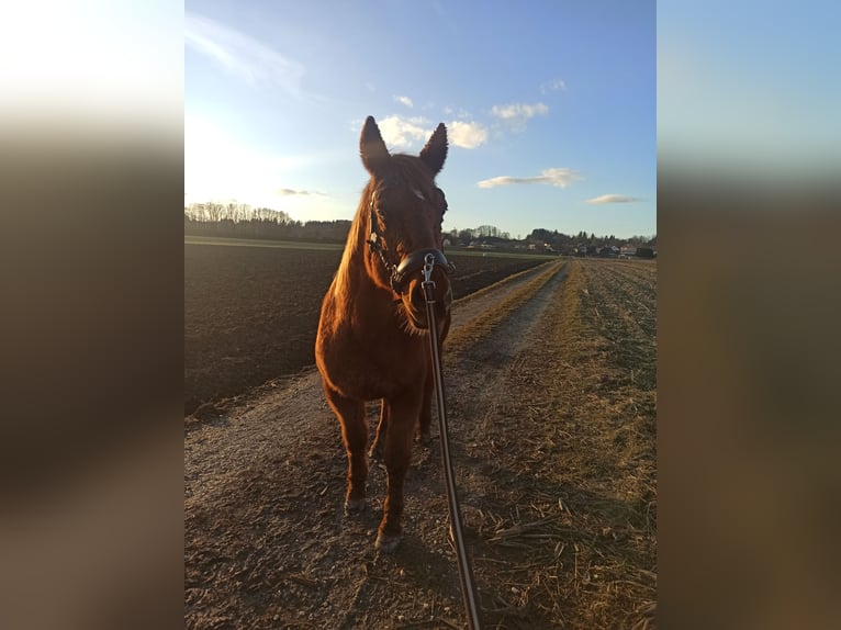 American Quarter Horse Stute 21 Jahre 153 cm in Völkermarkt