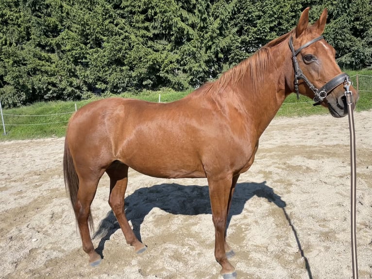 American Quarter Horse Stute 21 Jahre 153 cm in V&#xF6;lkermarkt