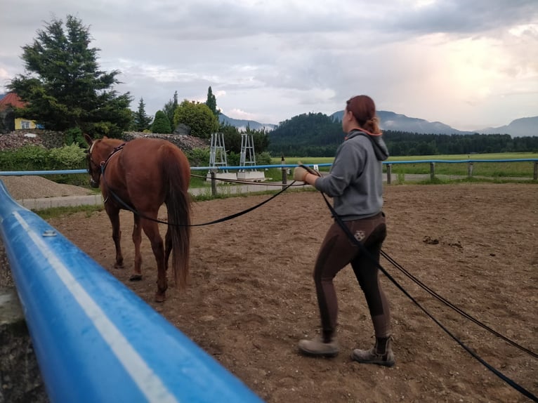 American Quarter Horse Stute 21 Jahre 153 cm in Völkermarkt