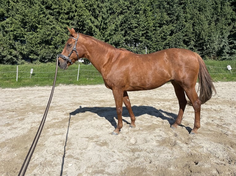 American Quarter Horse Stute 21 Jahre 153 cm in V&#xF6;lkermarkt