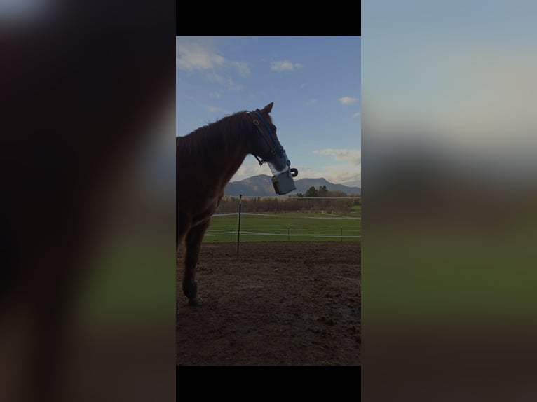 American Quarter Horse Stute 21 Jahre 153 cm in Völkermarkt