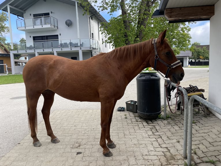 American Quarter Horse Stute 21 Jahre 153 cm in V&#xF6;lkermarkt
